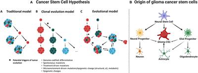 Engineering Three-Dimensional Tumor Models to Study Glioma Cancer Stem Cells and Tumor Microenvironment